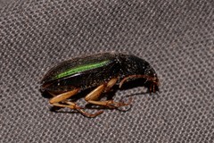 Chlaenius ophonoides