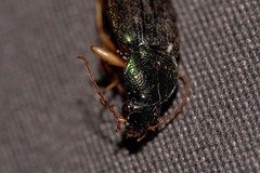 Chlaenius ophonoides