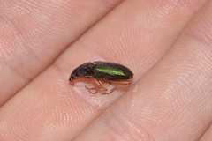 Chlaenius ophonoides