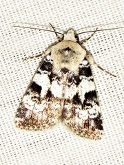 Caradrina glaucistis