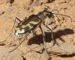 Cicindela tranquebarica diffracta