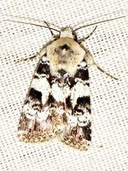 Caradrina glaucistis
