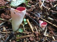 Phillipsia subpurpurea