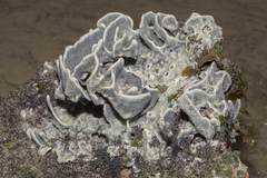Lamellodysidea herbacea