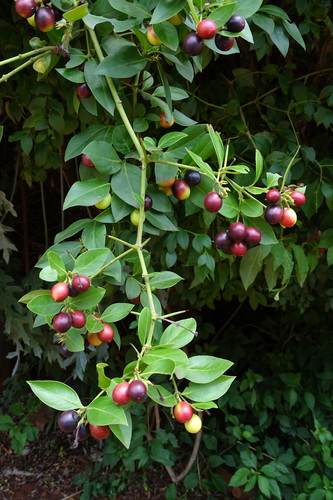 Bush Plum