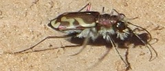 Cicindela tranquebarica diffracta