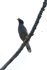 Jungle Myna photo 5