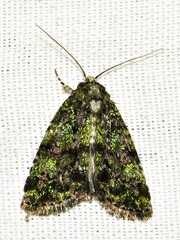 Iambia melanochlora