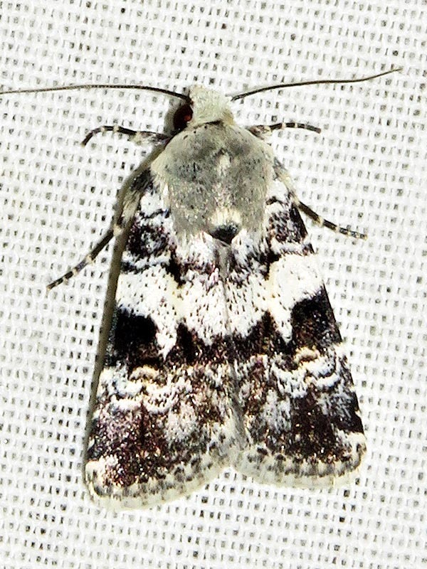 Caradrina glaucistis