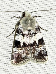 Caradrina glaucistis