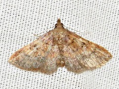 Cerynea thermesialis