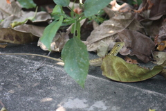 Calotes versicolor