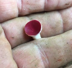 Phillipsia subpurpurea