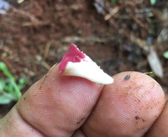 Phillipsia subpurpurea