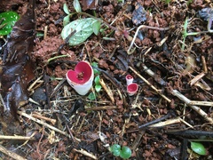 Phillipsia subpurpurea