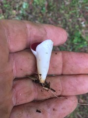 Phillipsia subpurpurea