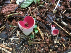 Phillipsia subpurpurea