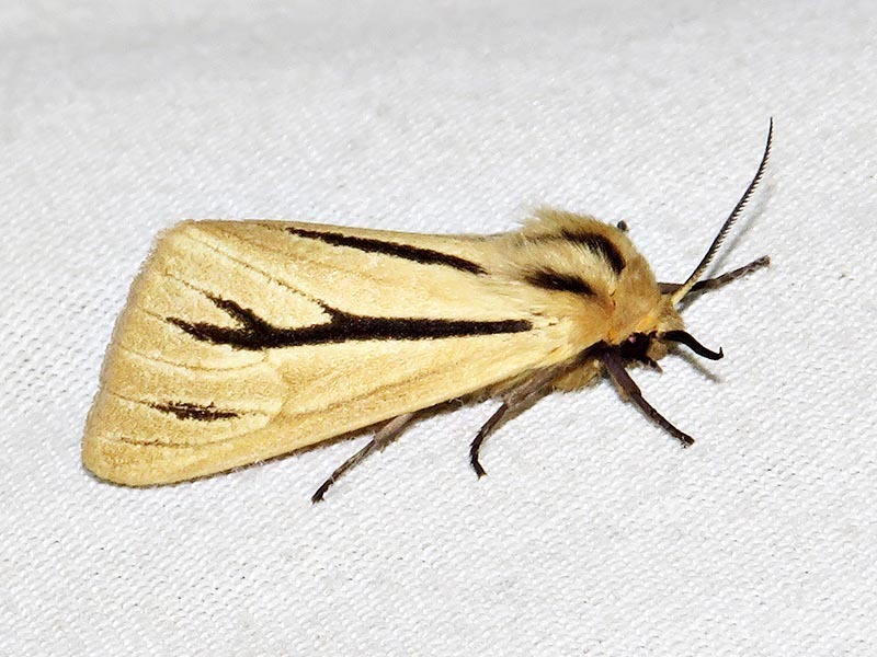 Popoudina