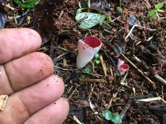 Phillipsia subpurpurea