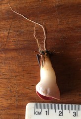 Phillipsia subpurpurea