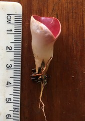 Phillipsia subpurpurea