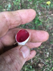 Phillipsia subpurpurea