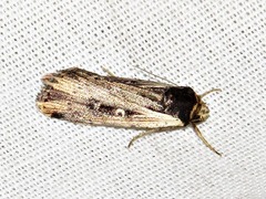 Axylia annularis
