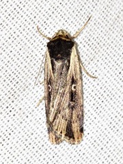 Axylia annularis