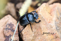 Scarabaeus rusticus
