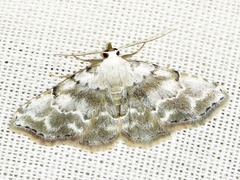 Corgatha albigrisea
