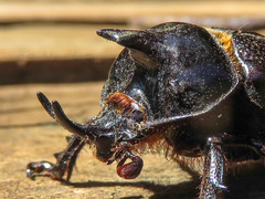 Cyphonistes vallatus