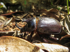 Cyphonistes vallatus