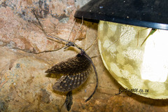 Bactrododema tiaratum