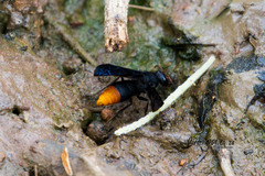 Anterhynchium synagroide