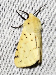 Eyralpenus testaceus
