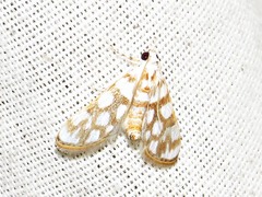 Obtusipalpis pardalis