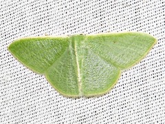 Neromia rubripunctilla