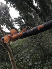Auricularia auricula-judae