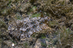 Dendrodoris krusensternii