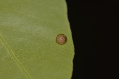Coneuplecta calculosa