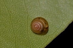 Coneuplecta calculosa
