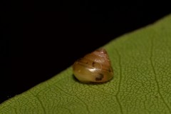Coneuplecta calculosa