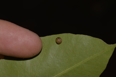 Coneuplecta calculosa
