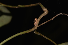 Hoplomorpha abalienella