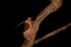Hoplomorpha abalienella