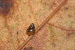 Tornatellinops mastersi