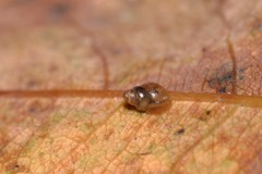 Tornatellinops mastersi