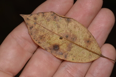 Tornatellinops mastersi