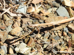 Archimantis brunneriana