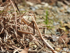 Archimantis brunneriana
